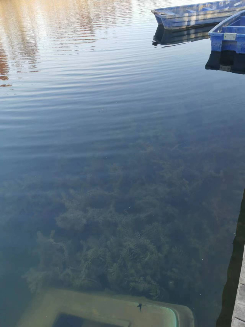 丰县欢口镇东营子河上游水生态修复工程
